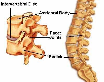 diskus-intervertebralis